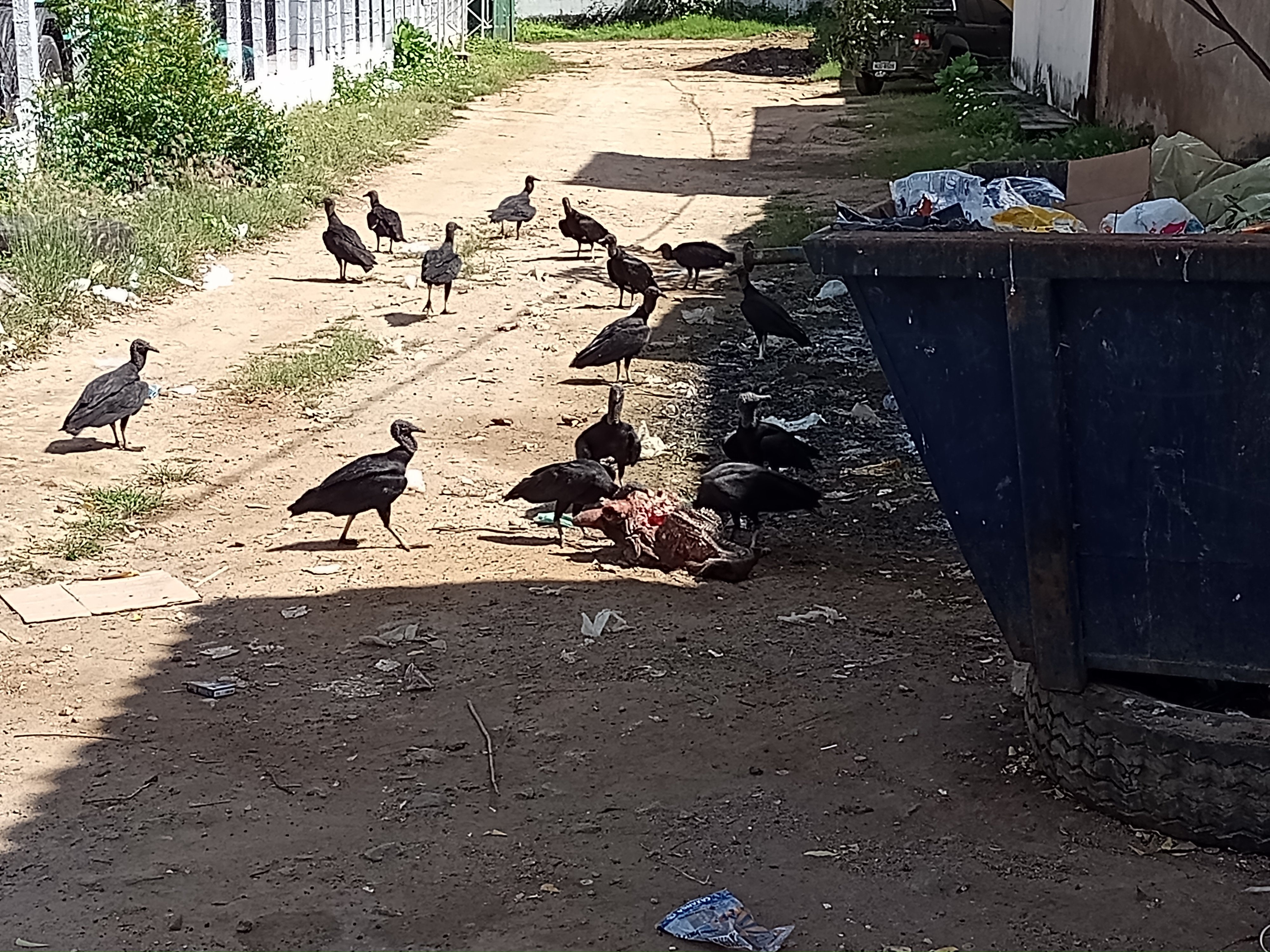 URUBUS TOMANDO CONTA DE QUIXERAMOBIM